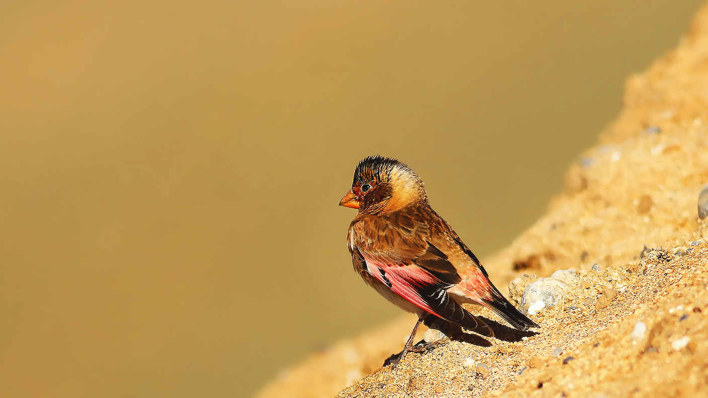 Crimson-winged Finch
